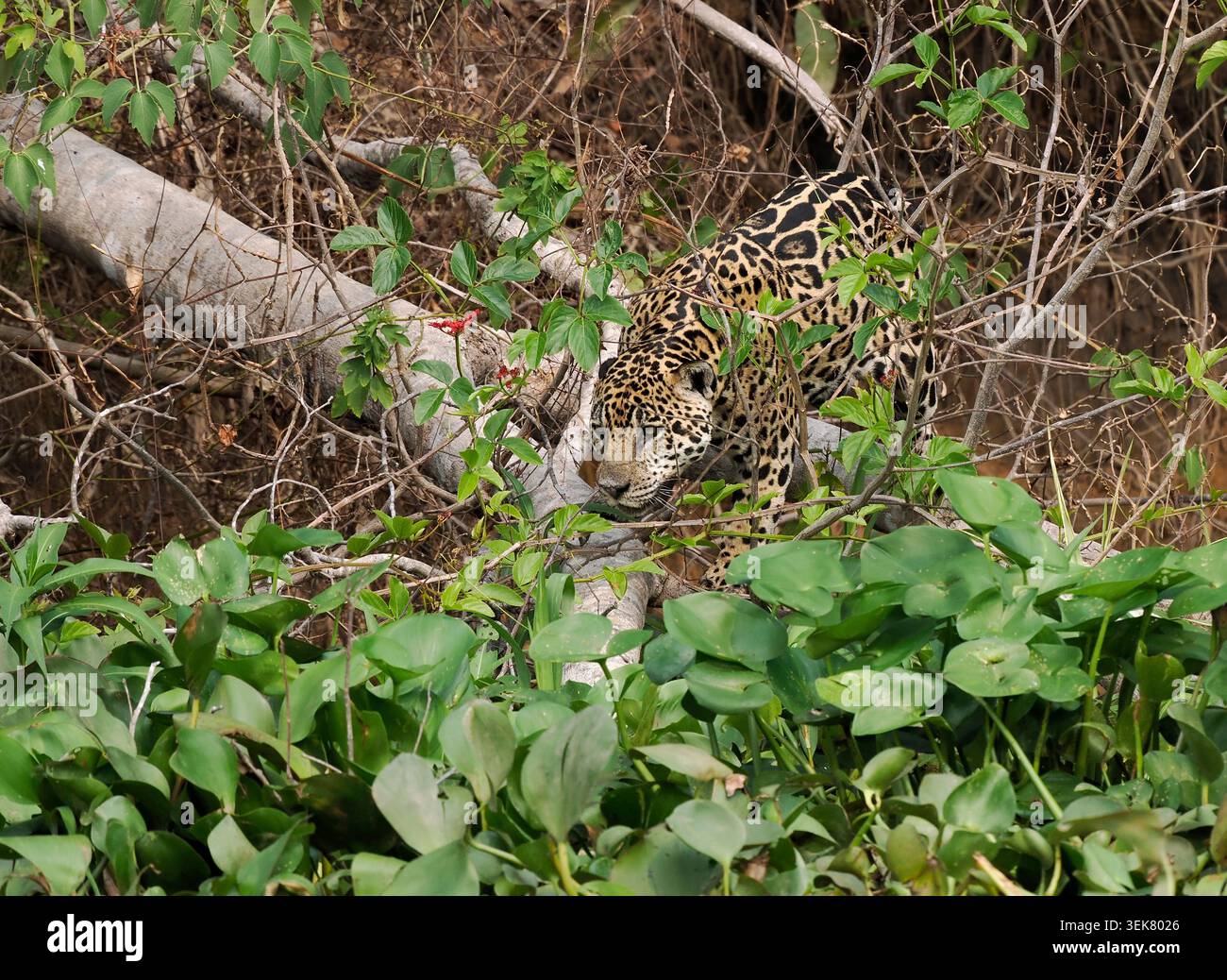 Jaguar Cat (Panthera onca), preda che insegue la vegetazione delle rive del fiume, Pantanal, Brasile, ottobre Foto Stock