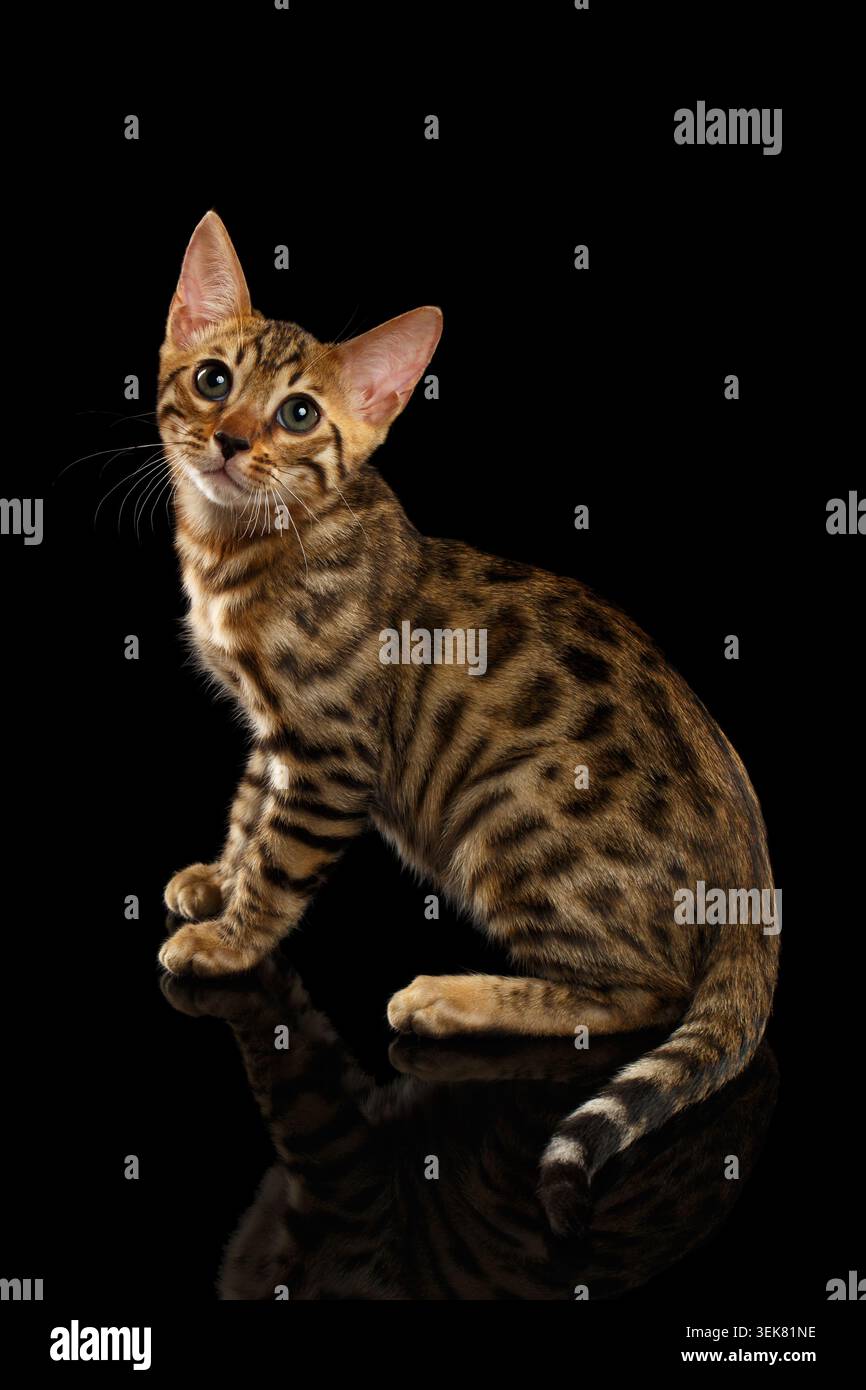 Il Bengala Kitty si siede e cercando su sfondo nero Foto Stock