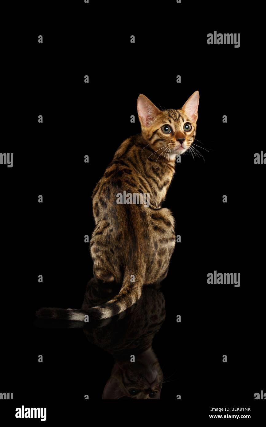 Bengal Kitty si siede e torna su sfondo nero Foto Stock