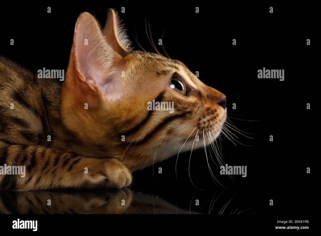 Primo piano del gattino del Bengala in Vista profilo su sfondo nero Foto Stock