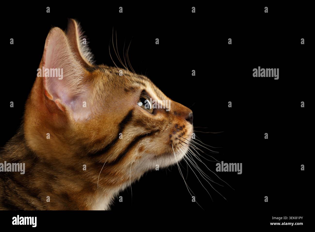 Primo piano del Bengala Kitty in profilo su sfondo nero Foto Stock