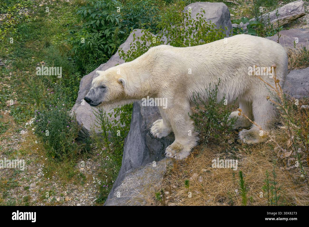 VIENNA, AUSTRIA - 10 LUGLIO 2024: Orso polare Ursus maritimus in piedi su un pendio roccioso allo zoo di Schönbrunn Foto Stock