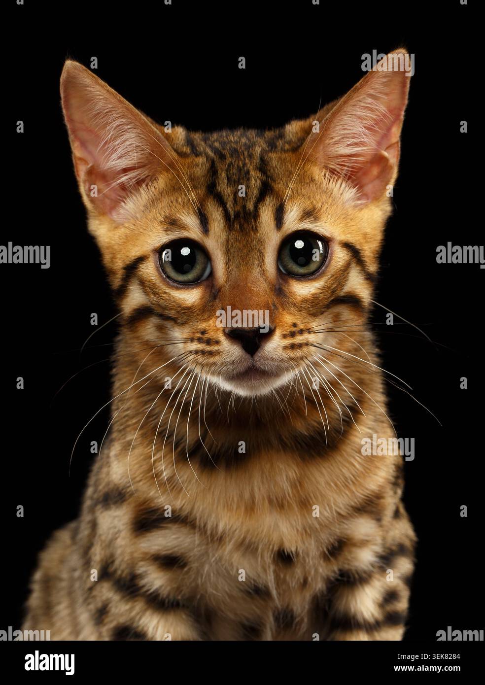 Primo piano Bengal Kitty Looking in camera on Black background Foto Stock