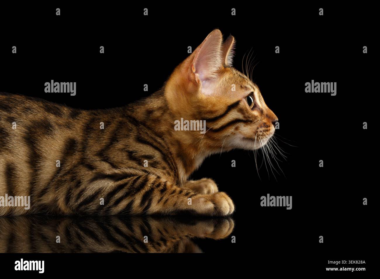 Primo piano del Bengala Kitty in profilo su sfondo nero Foto Stock