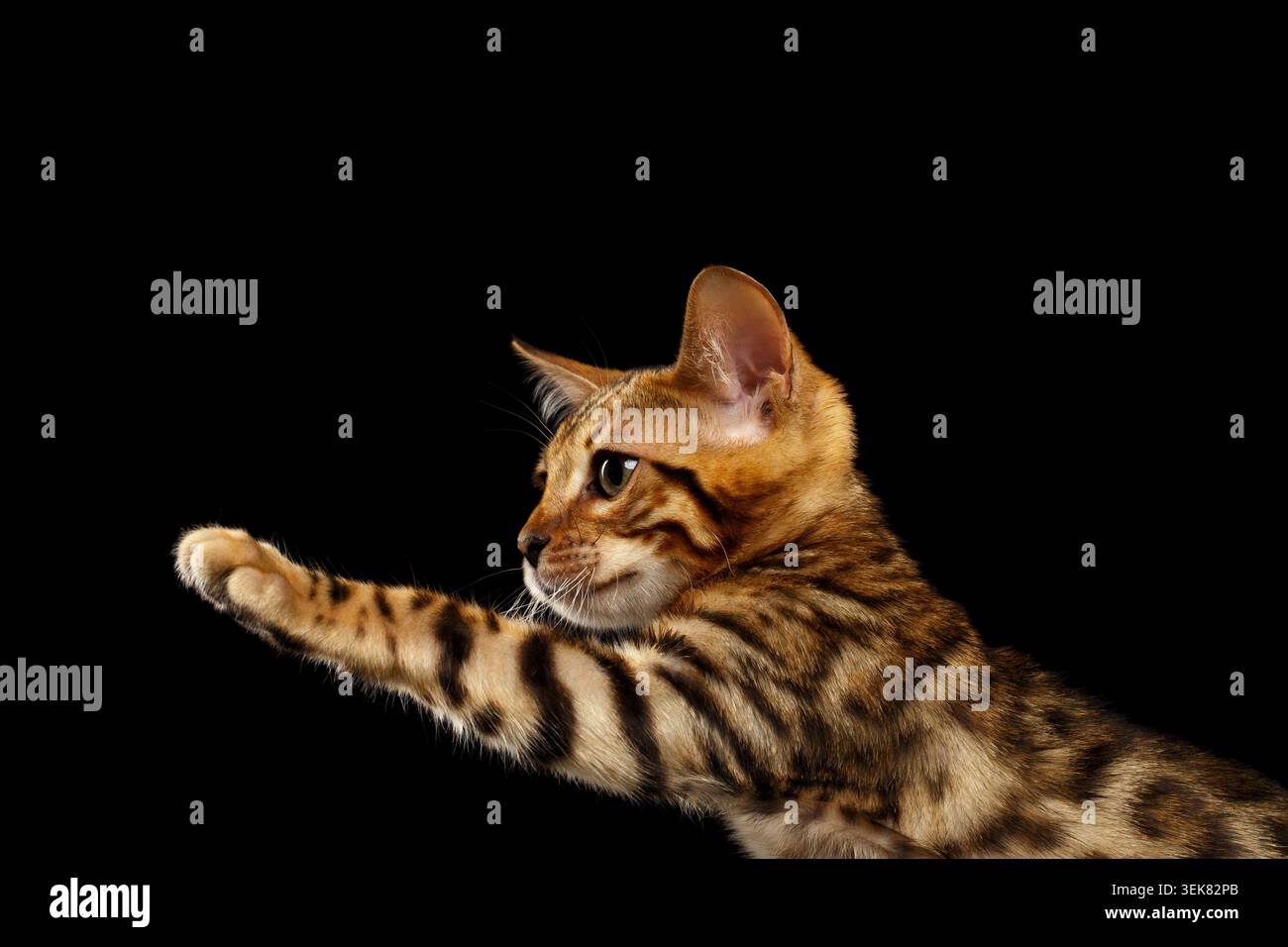 Bengal Kitty si siede e solleva Paw su sfondo nero Foto Stock