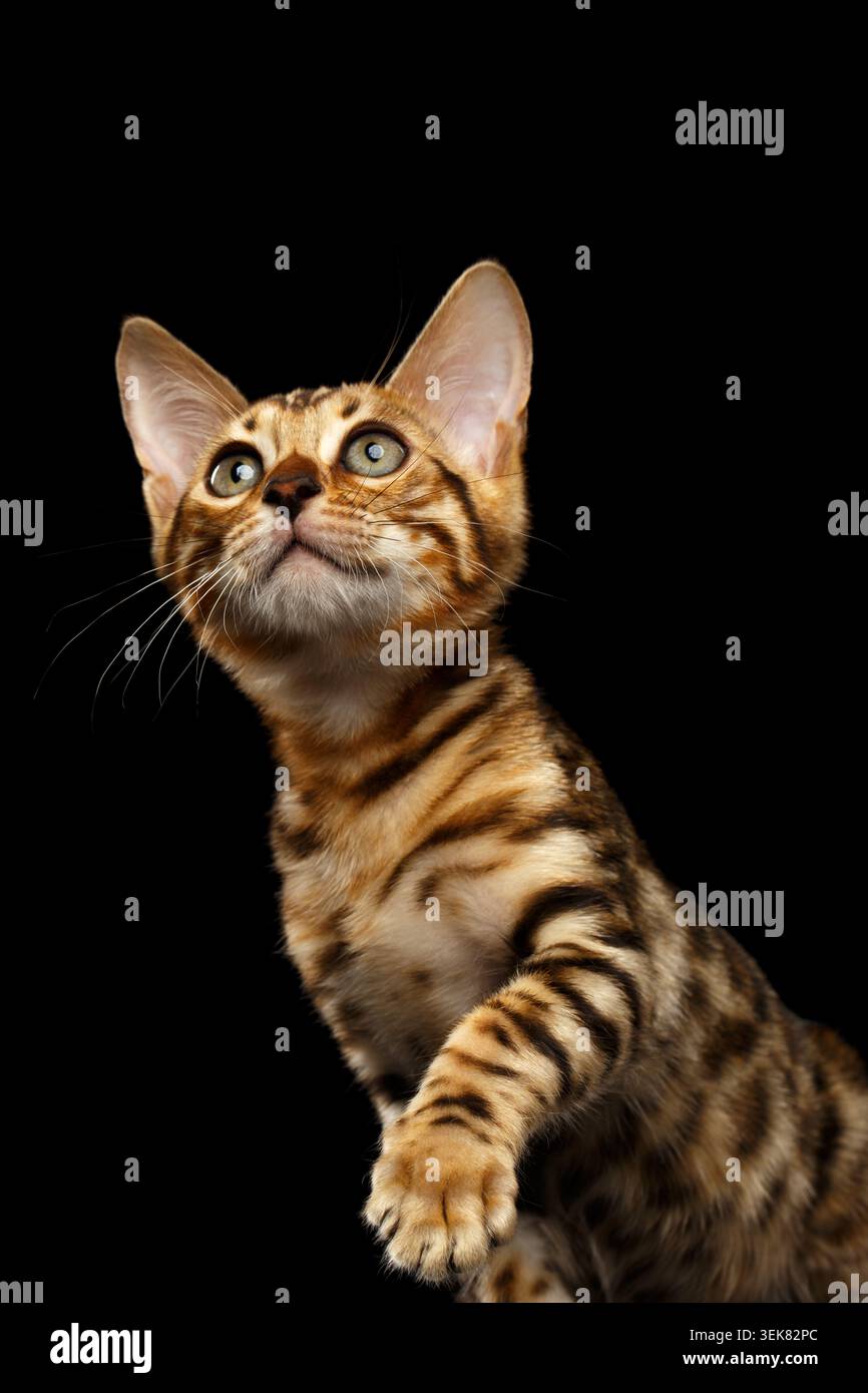 Bengal Kitty si siede e solleva Paw su sfondo nero Foto Stock