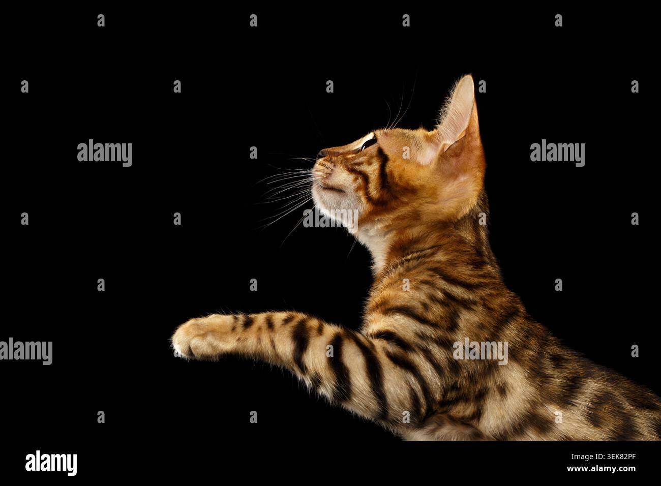 Bengal Kitty sta in piedi e solleva zampe su sfondo nero Foto Stock