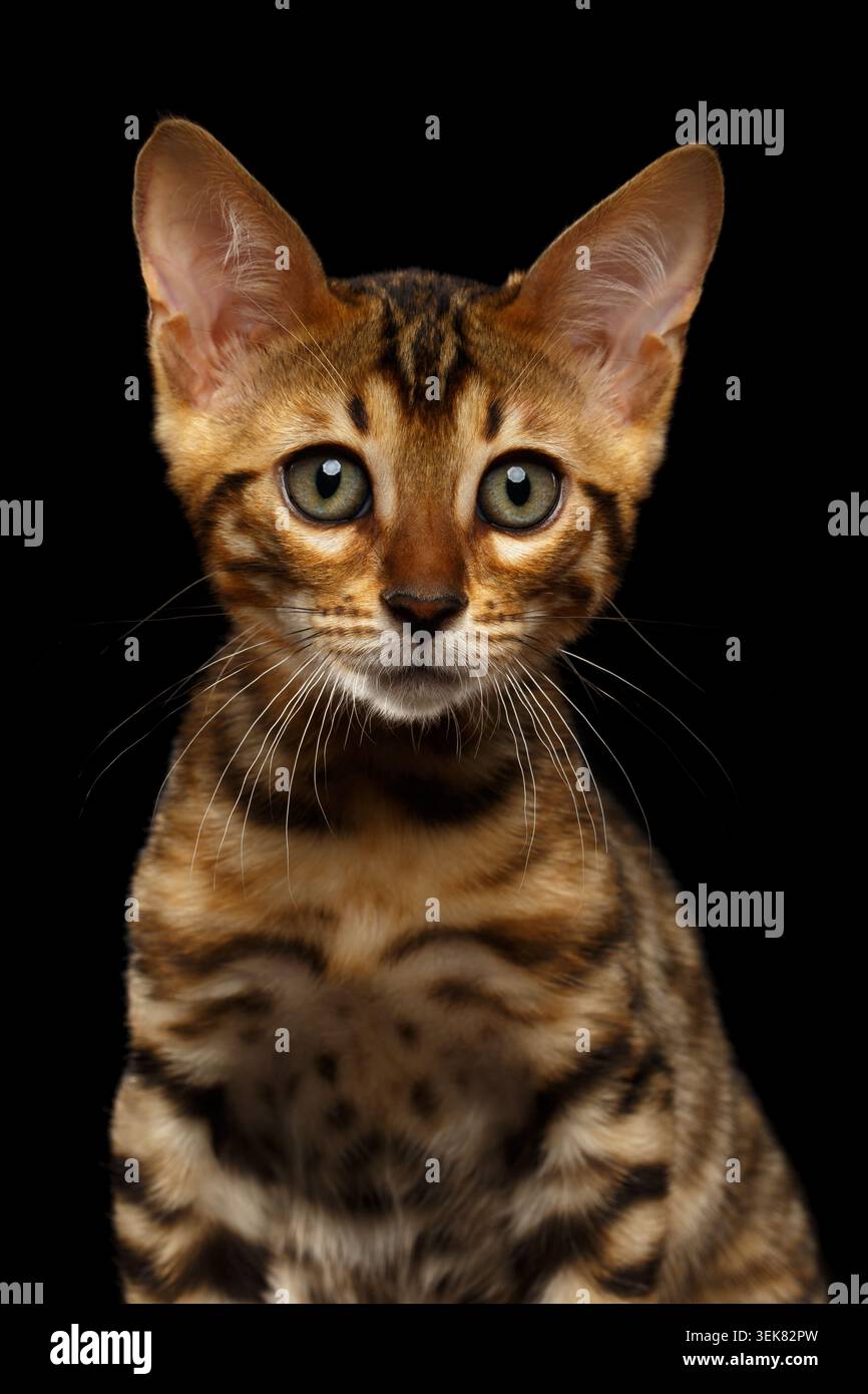 Primo piano Bengal Kitty Looking in camera on Black background Foto Stock