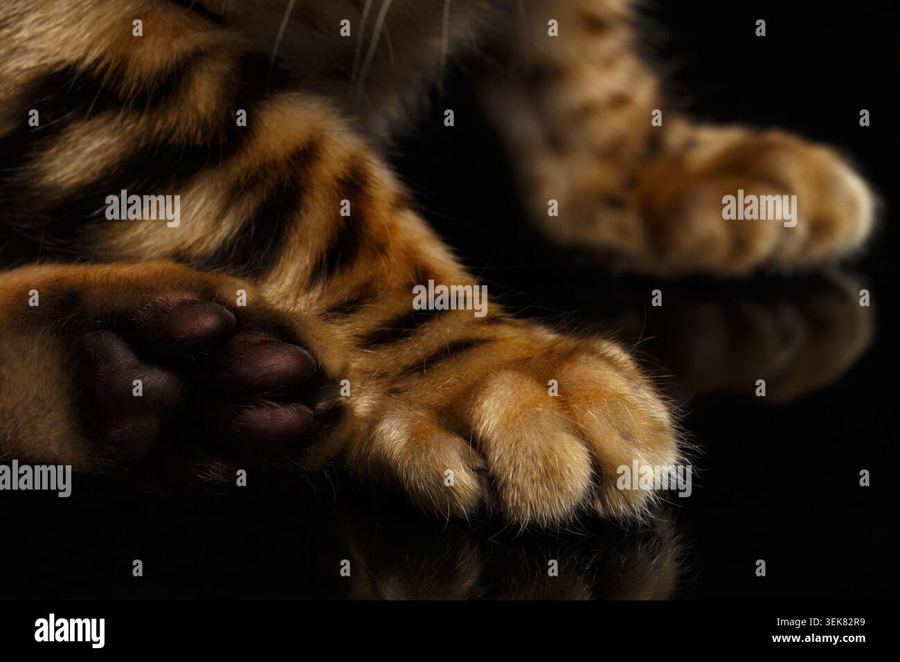 Primi piani zampe del Bengala Kitty su sfondo nero Foto Stock