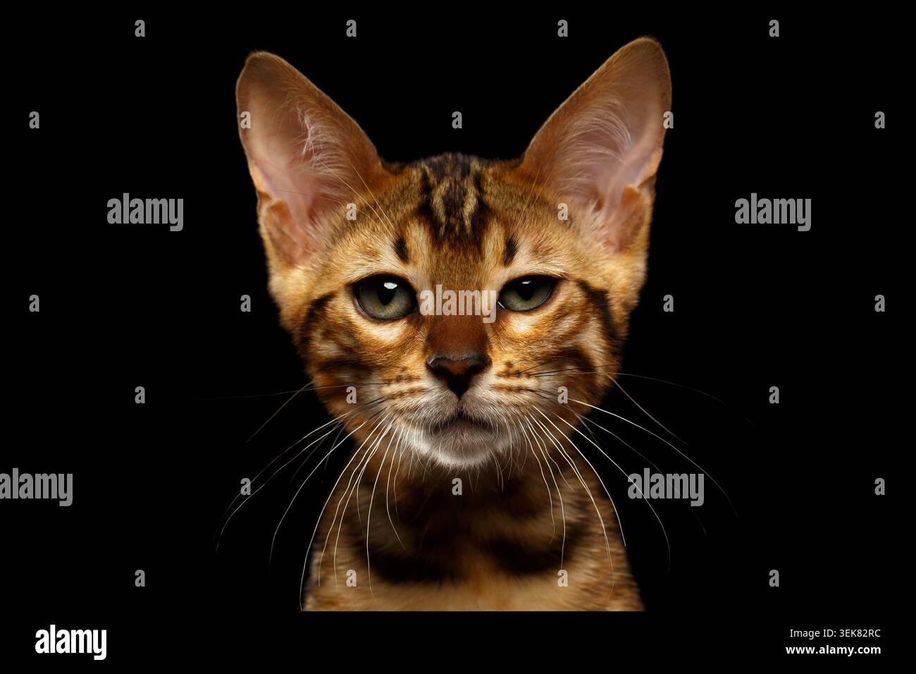 Primo piano Bengal Kitty Looking in camera on Black background Foto Stock