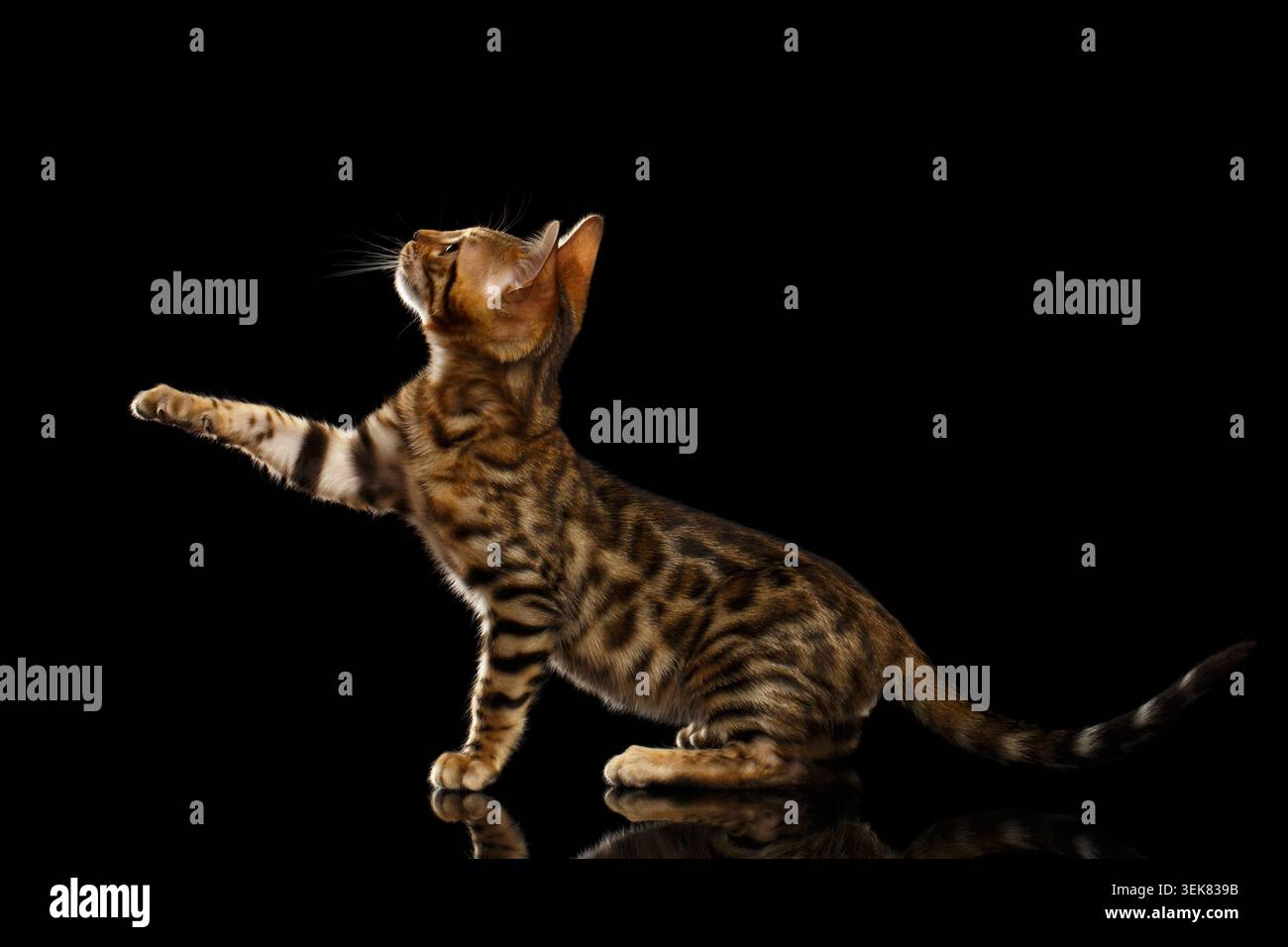 Bengal Kitty si siede e solleva Paw su sfondo nero Foto Stock