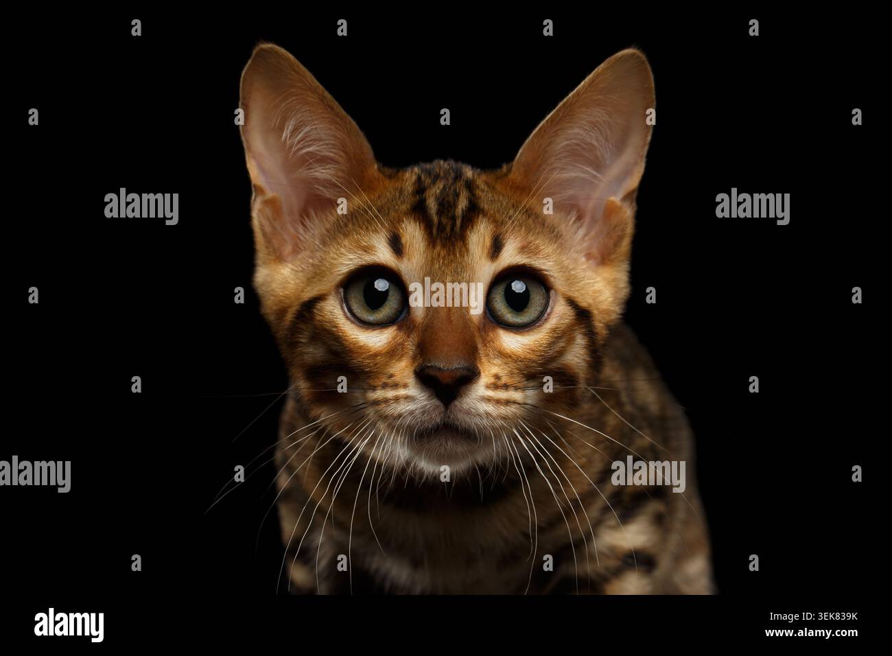 Primo piano Bengal Kitty Looking in camera on Black background Foto Stock