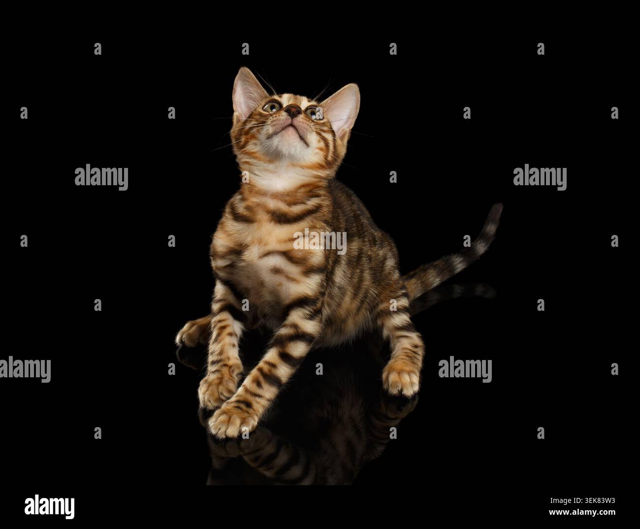 Il Bengala Kitty si siede e cercando su sfondo nero Foto Stock