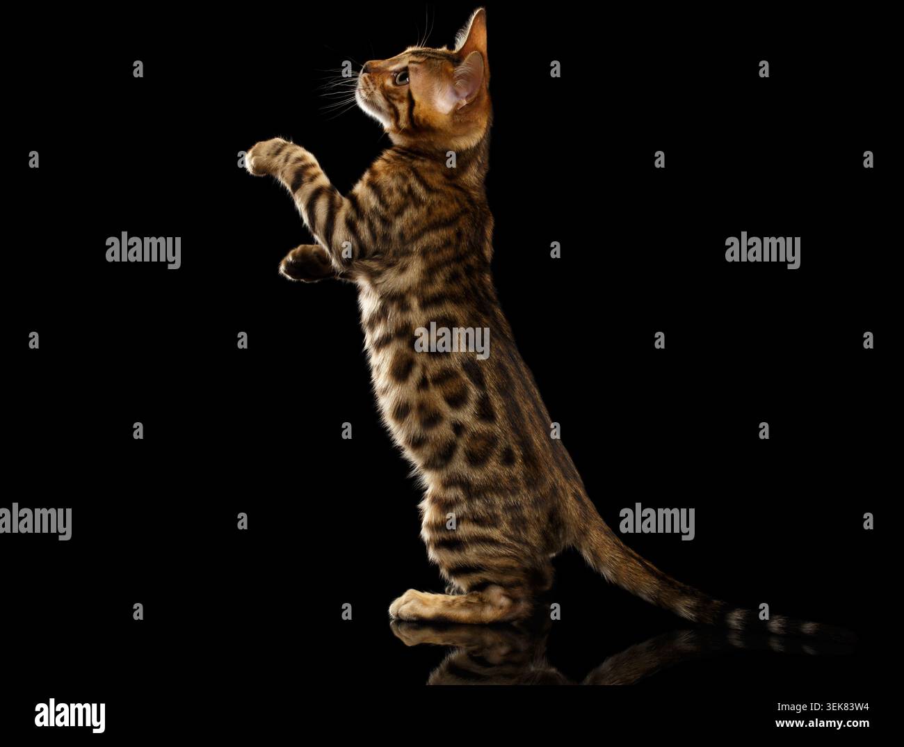 Bengal Kitty sta in piedi e solleva zampe su sfondo nero Foto Stock