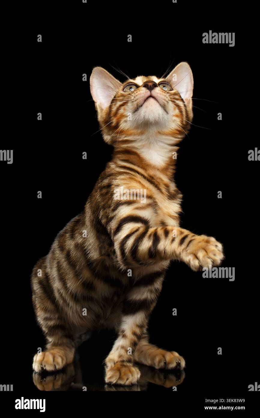Bengal Kitty si siede e solleva Paw su sfondo nero Foto Stock
