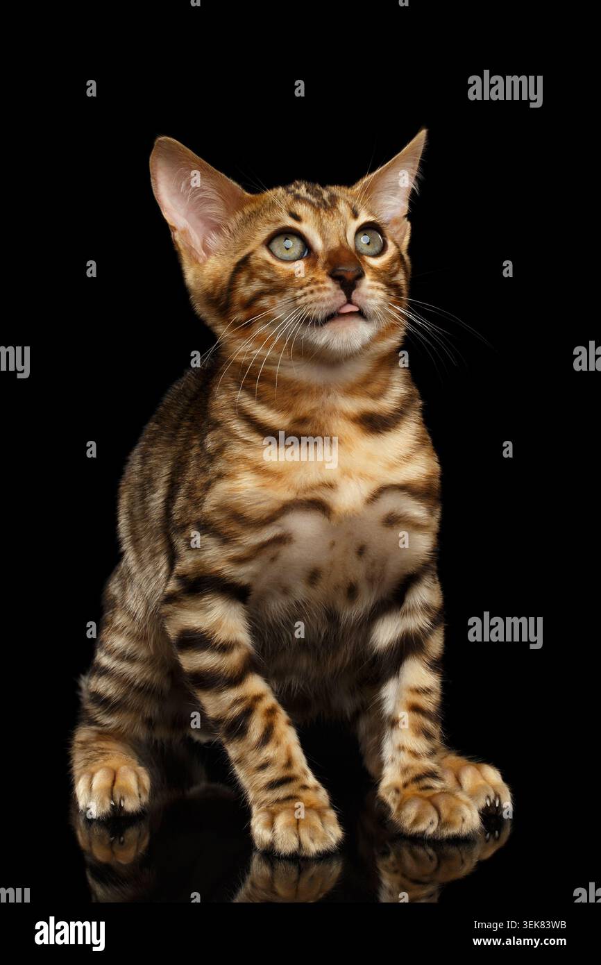 Bengal Kitty si siede e guarda in alto sbalordito su sfondo nero Foto Stock