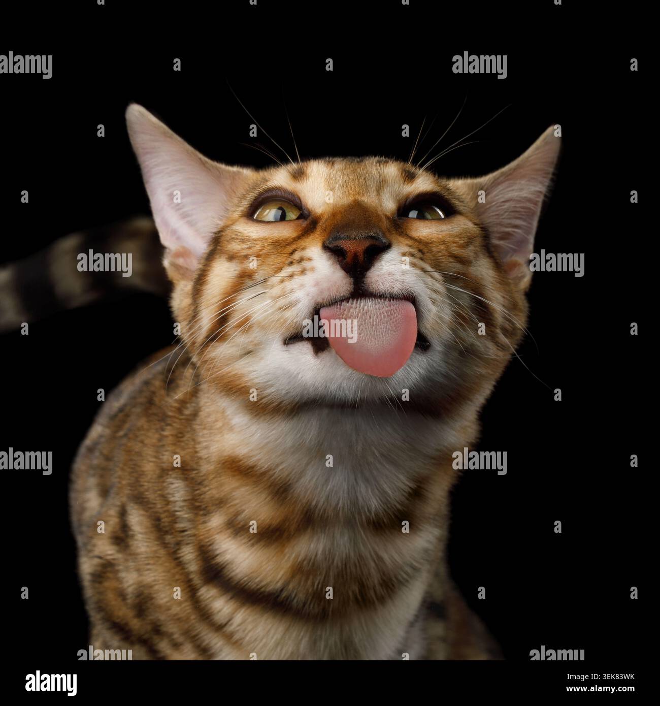 Ritratto divertente del curioso gattino del Bengala, vetro leccato su sfondo nero isolato, vista frontale Foto Stock
