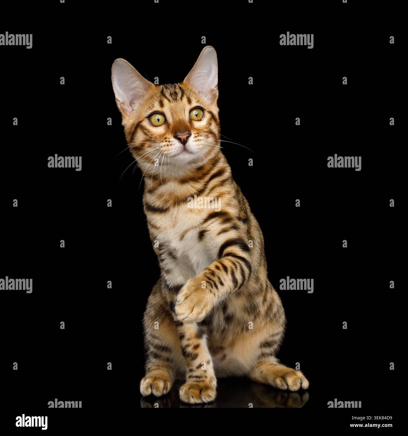 Divertente gattino del Bengala con pelliccia dorata seduta su sfondo nero isolato con riflesso, vista frontale Foto Stock