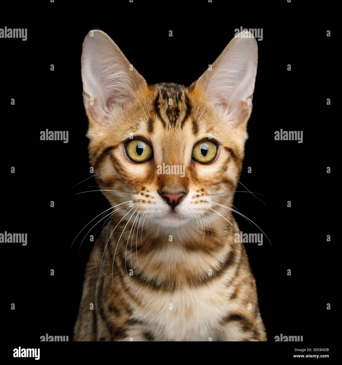 Ritratto ravvicinato del gattino del Bengala con pelliccia dorata su sfondo isolato su sfondo nero Foto Stock