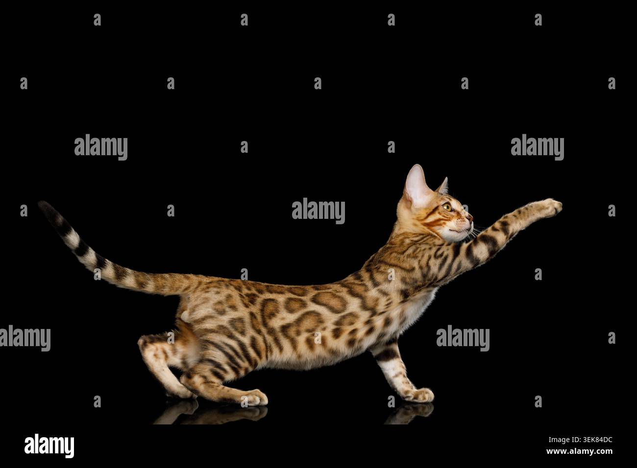 Divertente gattino del Bengala, zampa allungata in pelliccia dorata, su sfondo nero isolato con riflessi Foto Stock