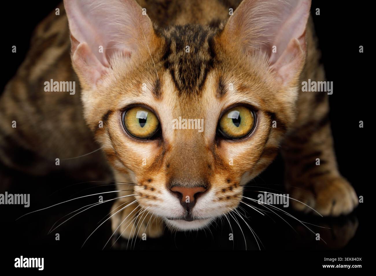 Primo piano Ritratto di stare Bengala Kitten su sfondo isolato su sfondo nero, vista frontale Foto Stock