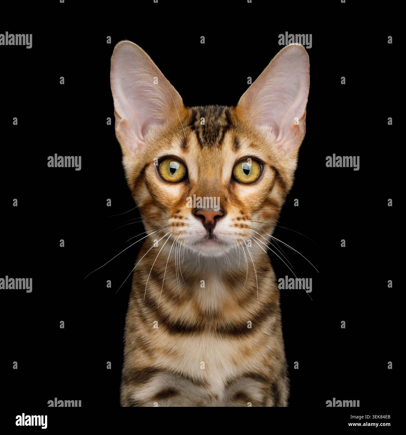 Ritratto del curioso gattino del Bengala con pelliccia dorata su sfondo isolato su sfondo nero Foto Stock