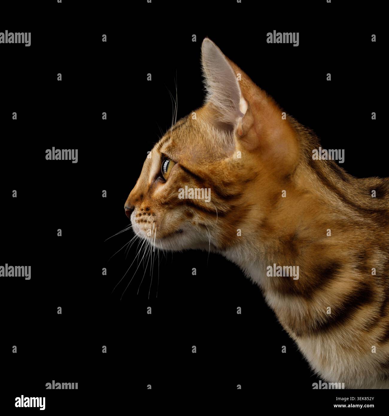 Ritratto ravvicinato del gattino del Bengala con pelliccia dorata su sfondo isolato su sfondo nero Foto Stock