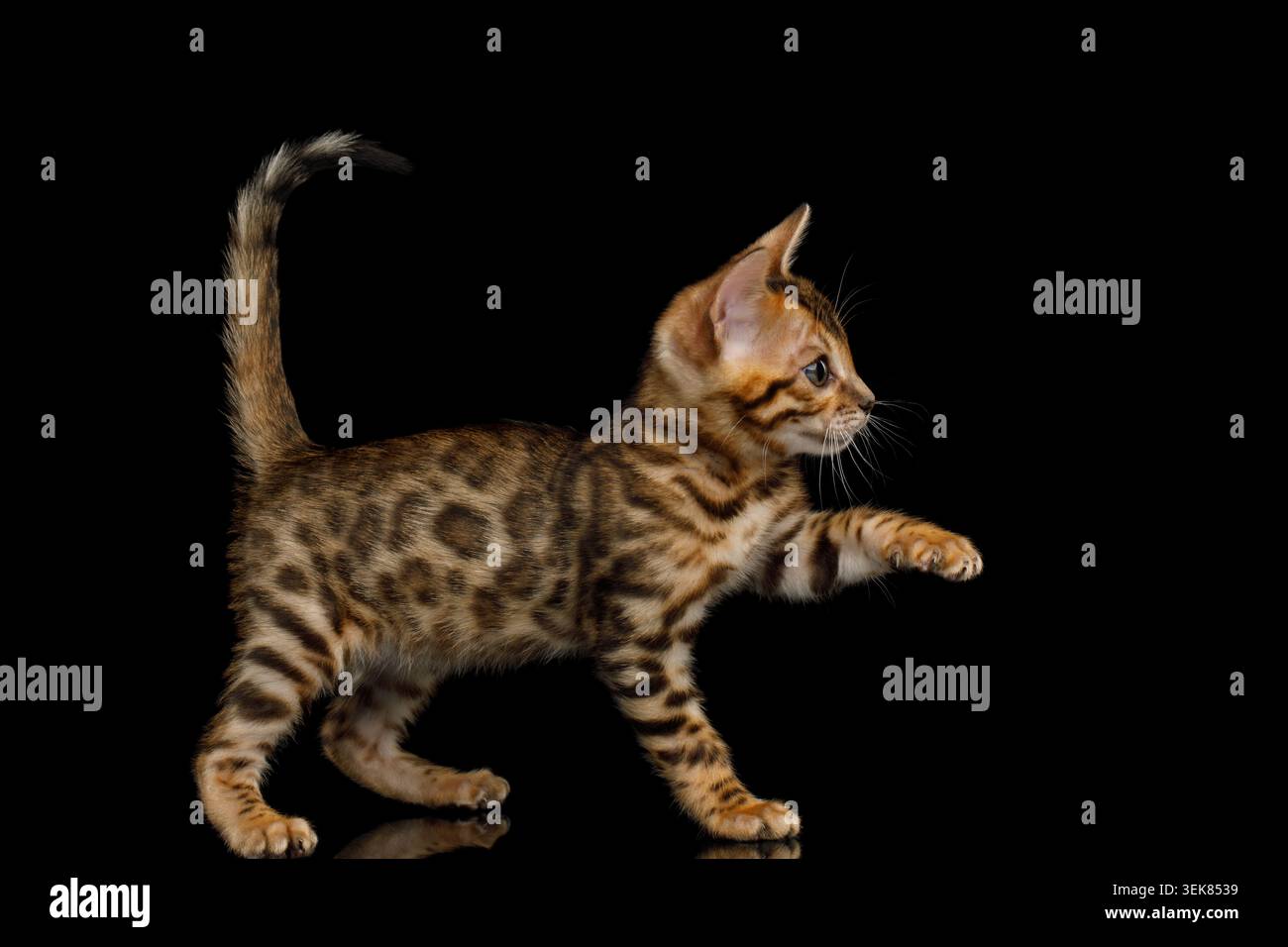 Gattino del Bengala giocoso su sfondo nero isolato vista laterale Foto Stock