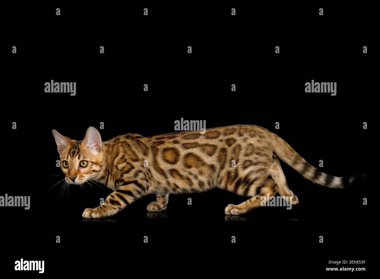 Divertente gattino del Bengala, accovacciato di pelliccia dorata, su sfondo nero isolato con riflessi Foto Stock
