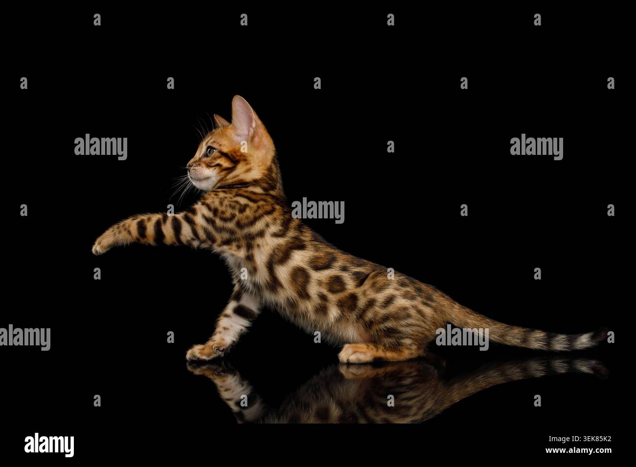 Gattino del Bengala giocoso su sfondo nero isolato vista laterale Foto Stock