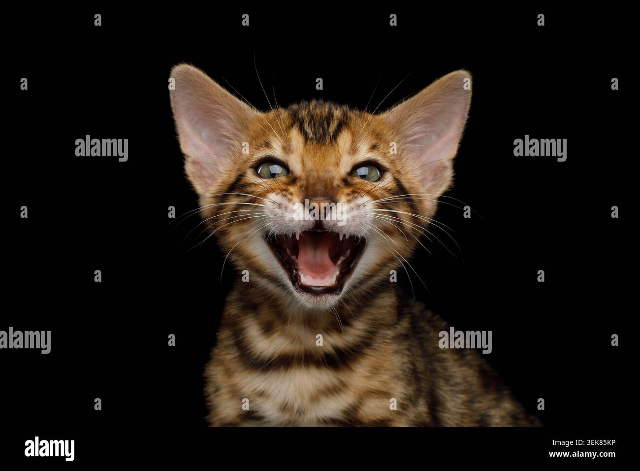 Primo piano ritratto di Meowing Bengala Kitten su isolato nero Vista frontale di sfondo Foto Stock