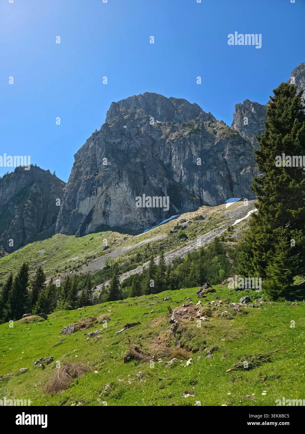 Germania, picco di Aggenstein che si affaccia su tranquilli pascoli alpini e pendii boscosi in perfetto clima estivo Foto Stock