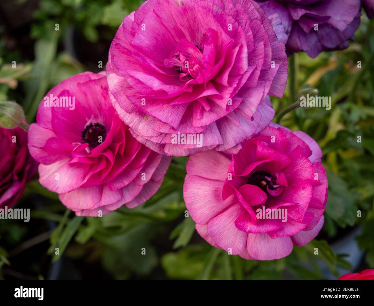 Foto dettagliata di vivaci tazze di magenta e rosa persiano (Ranunculus asiaticus). L'immagine cattura la complessa struttura di petali arricciati e da Foto Stock