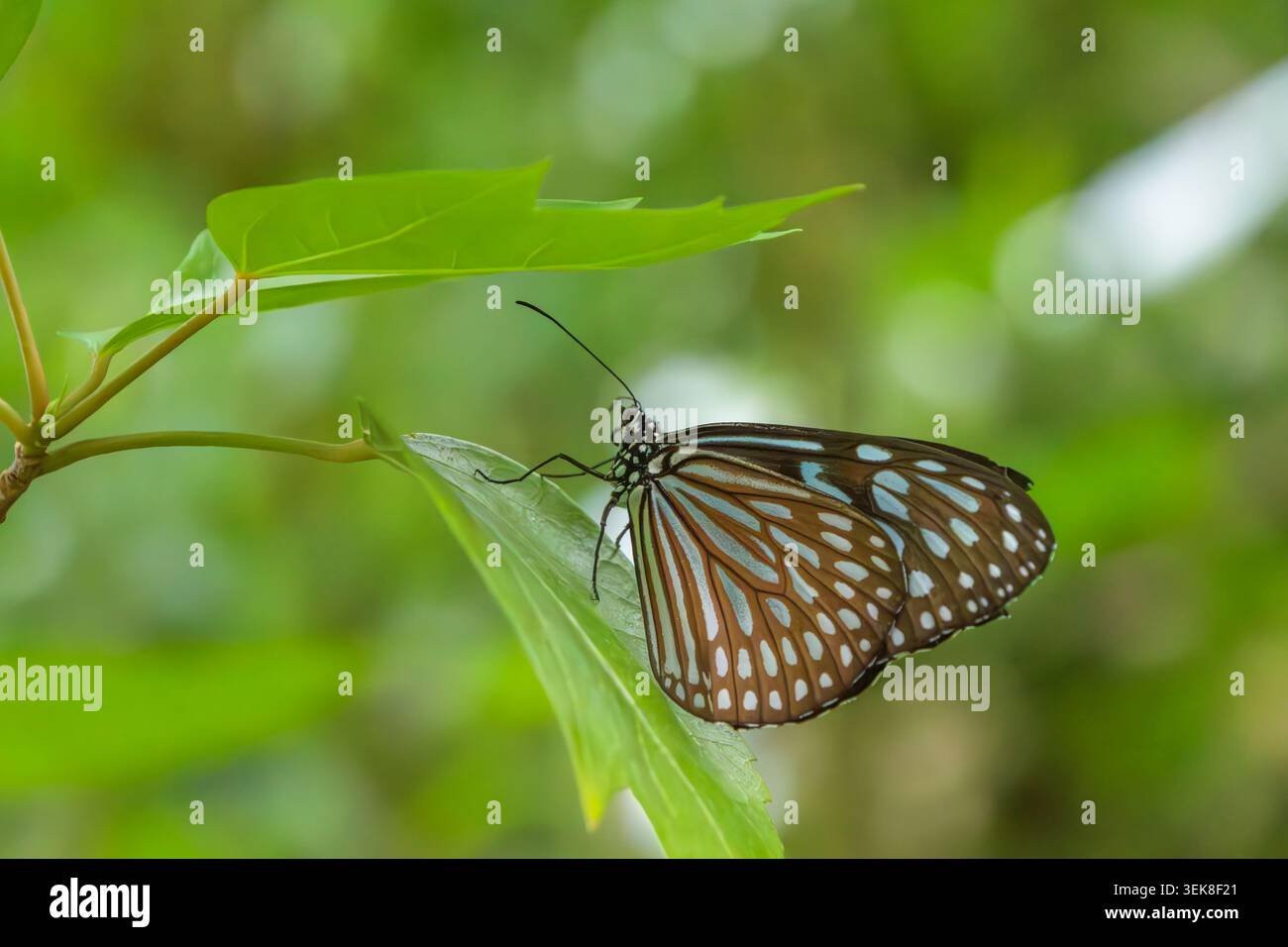 Splendida farfalla Chestnut Tiger che riposa sotto Green Leaf Foto Stock