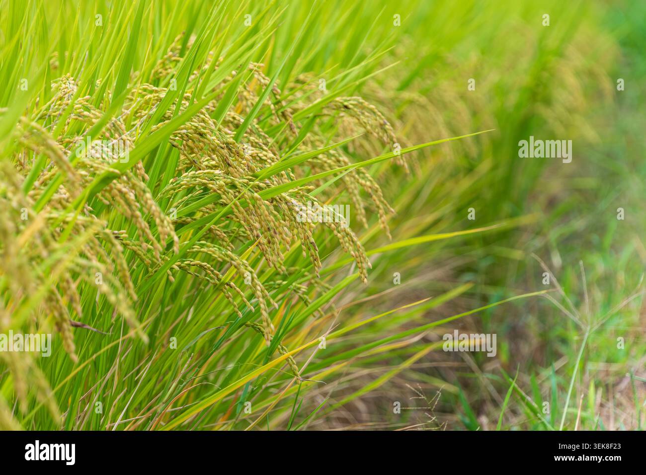 Le orecchie di riso dorato maturano nell'autunno Paddy Field Foto Stock