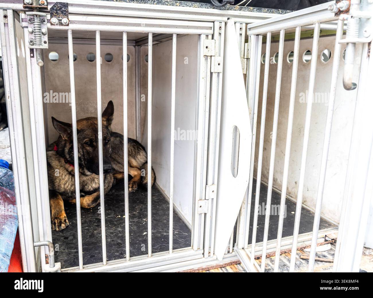 Auto speciale della polizia con vano per il trasporto di cani da servizio. Supporto informatico della polizia russa, trasporto di cani Foto Stock