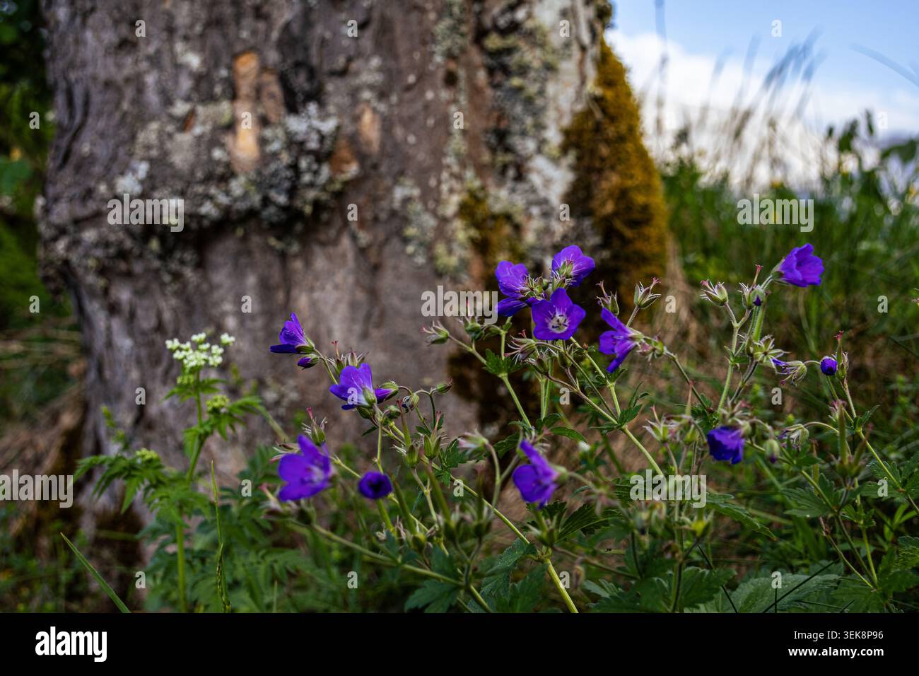Fiori in montagna Foto Stock