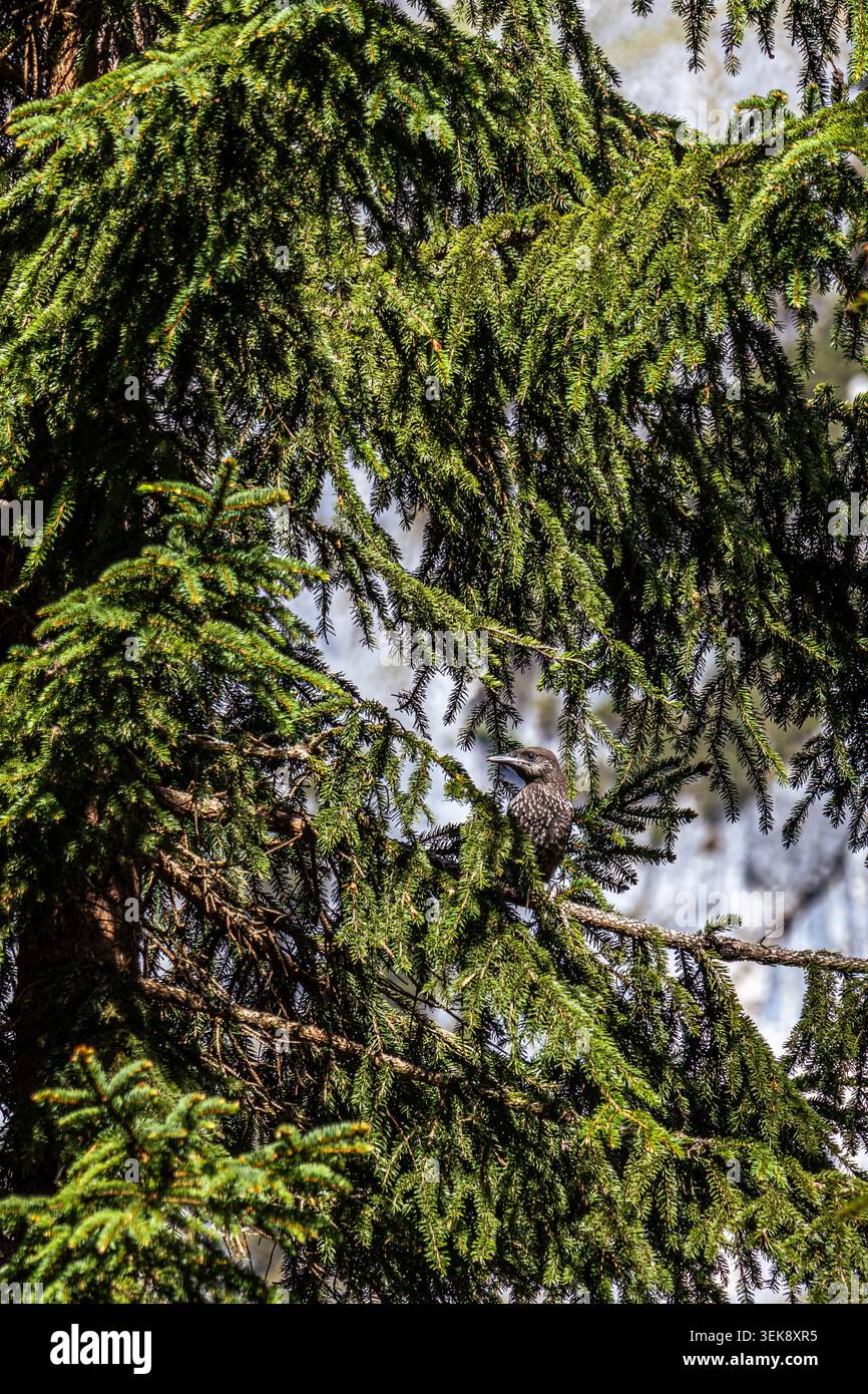 Un primo piano di un picchio arroccato su un ramo di un pino. L'uccello si trova di fronte alla telecamera, mostrando i suoi segni distintivi. Lo sfondo Foto Stock