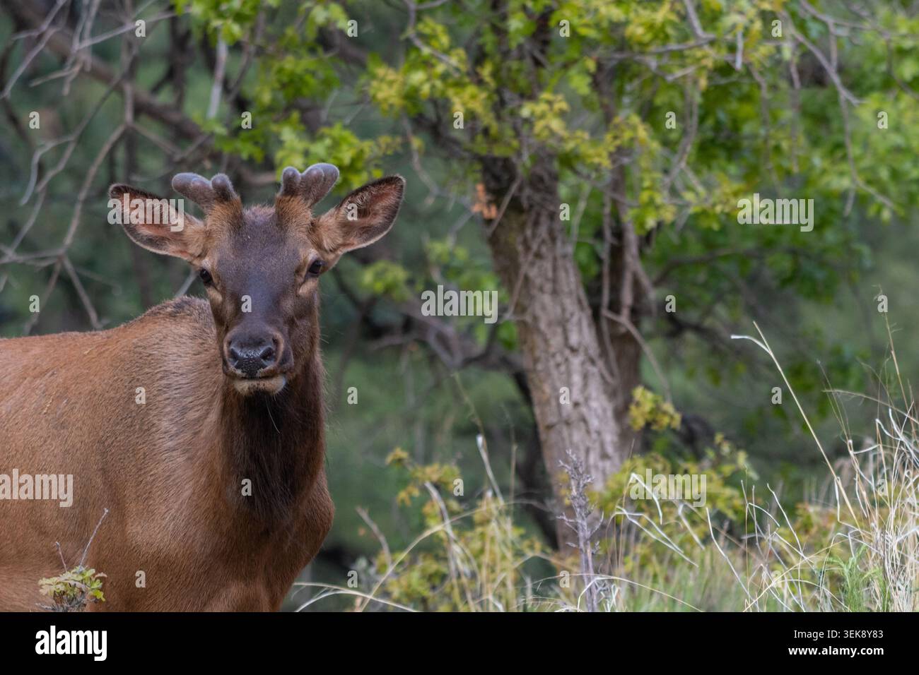 Giovane alce toro (Cervus canadensis) con palchi ricoperti di velluto in piedi in una radura forestale e guardando verso la telecamera. Foto Stock