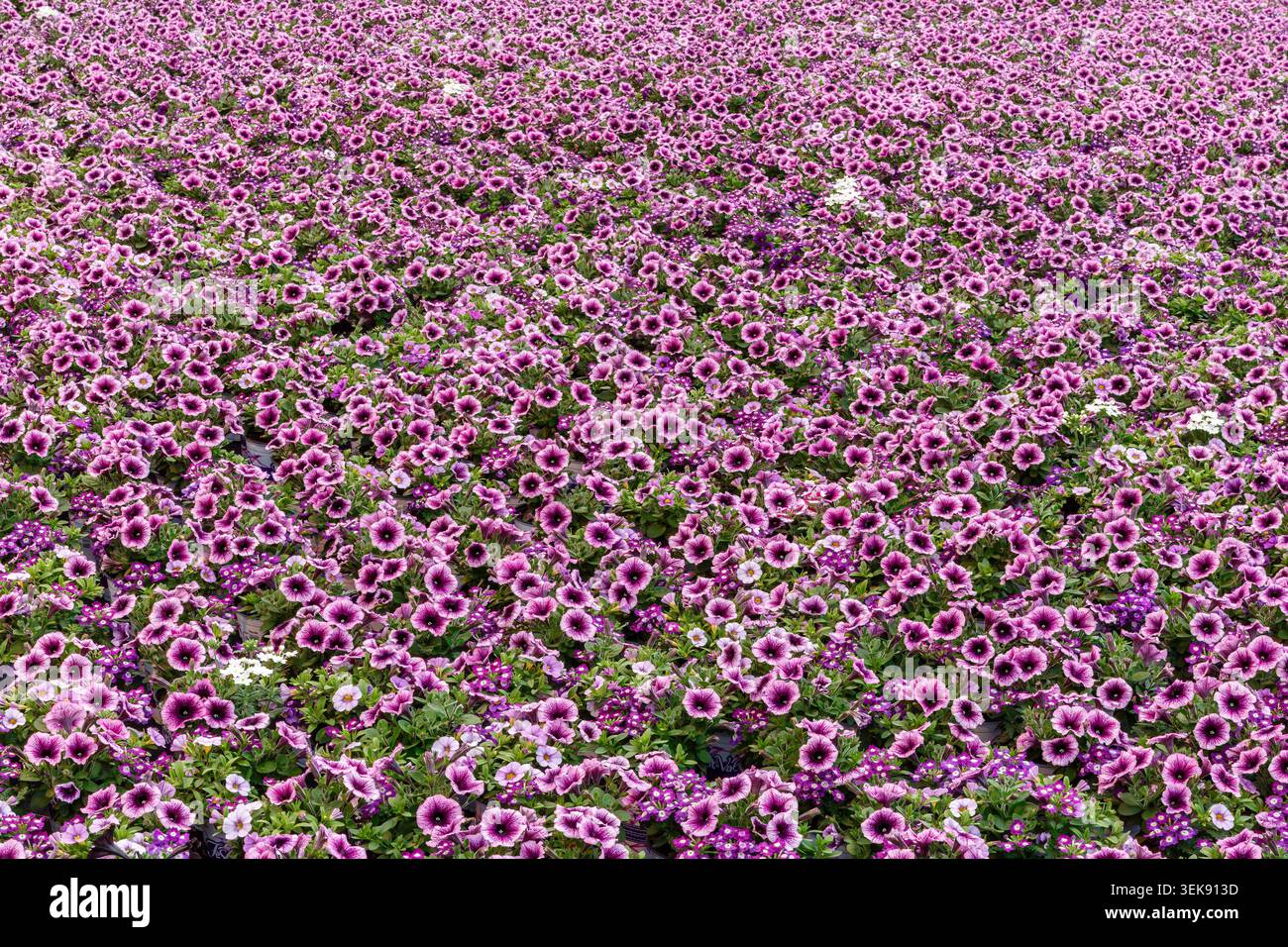 Abbondanti fiori ibridi Calibrachoa Petunia, Luttelgeest, Paesi Bassi Foto Stock