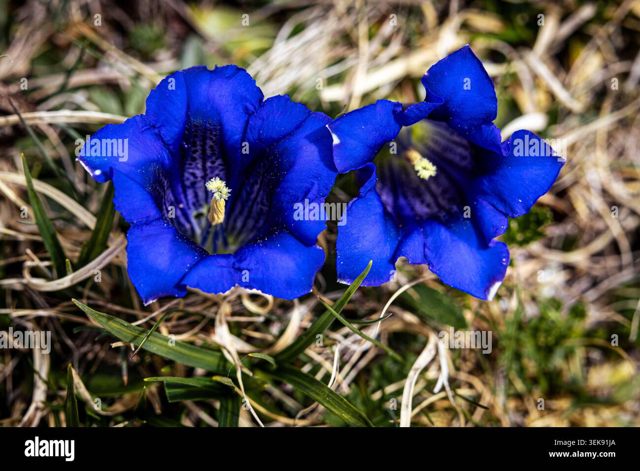 Fiori in montagna Foto Stock