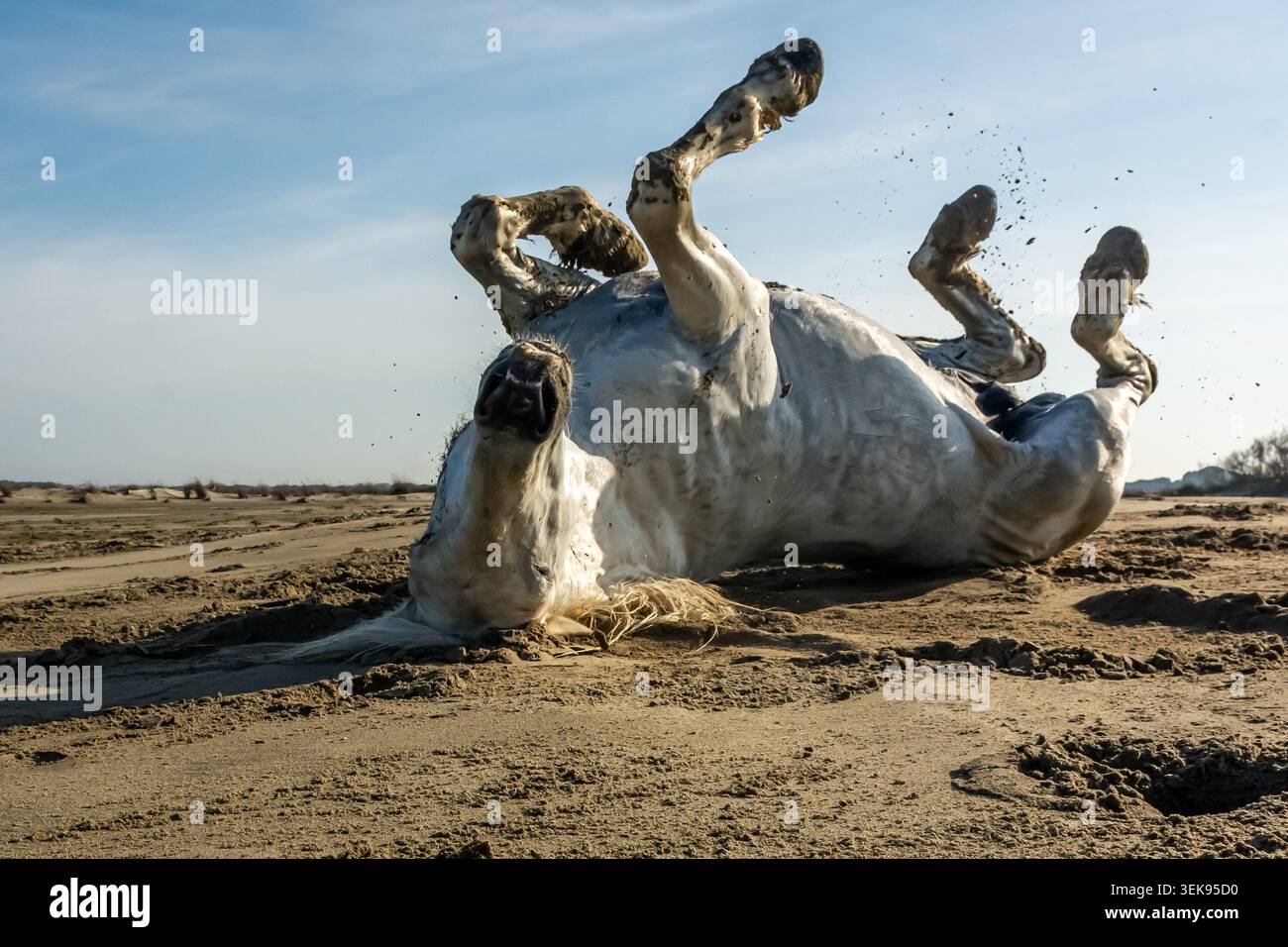 Un raro spettacolo nel calendario di molti fotografi, i cavalli bianchi selvaggi della Camargue. Questa associazione risale a un documentario della mia giovinezza. Foto Stock