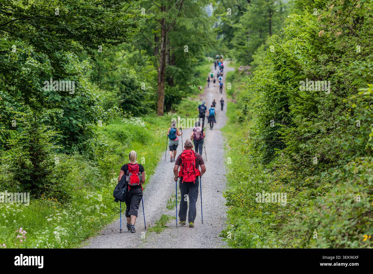 Escursionisti con pali da trekking su un sentiero forestale durante la 14a Frankenwald Hiking Marathon vicino a Pressig, Baviera - il percorso copre 45 chilometri attraverso il parco naturale. Pressig, Baviera, Germania Foto Stock