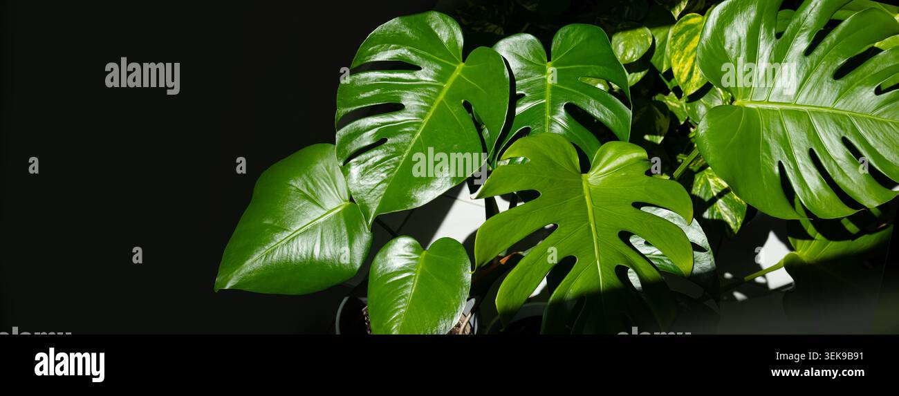 Le grandi foglie di Monstera sono illuminate dalla luce del sole, evidenziando i loro distintivi motivi divisi e perforati su uno sfondo scuro Foto Stock