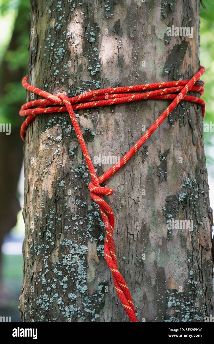 Fune dinamica rossa avvolta intorno a un tronco di albero con nodo di sicurezza per il sistema di ancoraggio con linea lenta Foto Stock