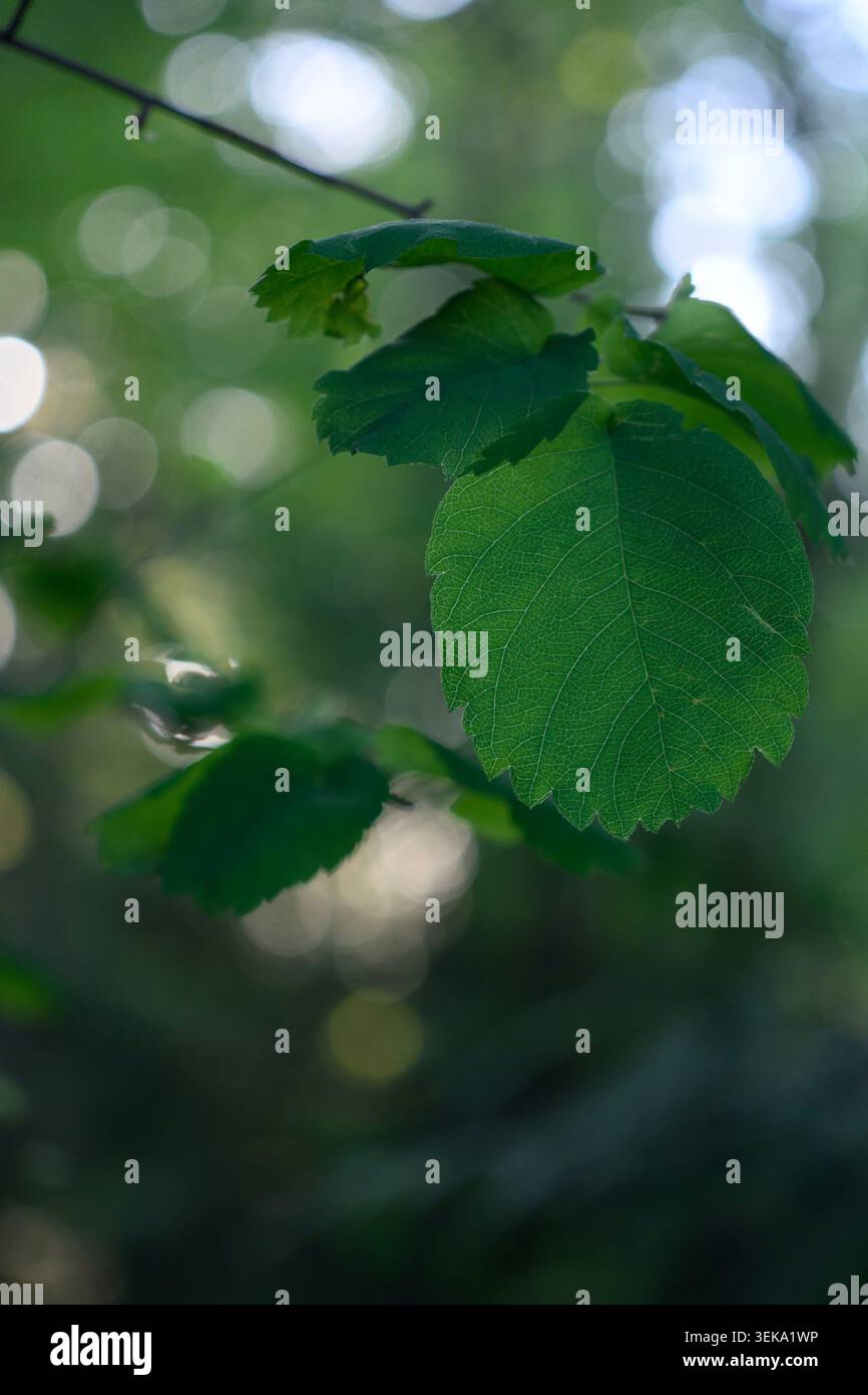 Foglie forestali nello stato WA Foto Stock