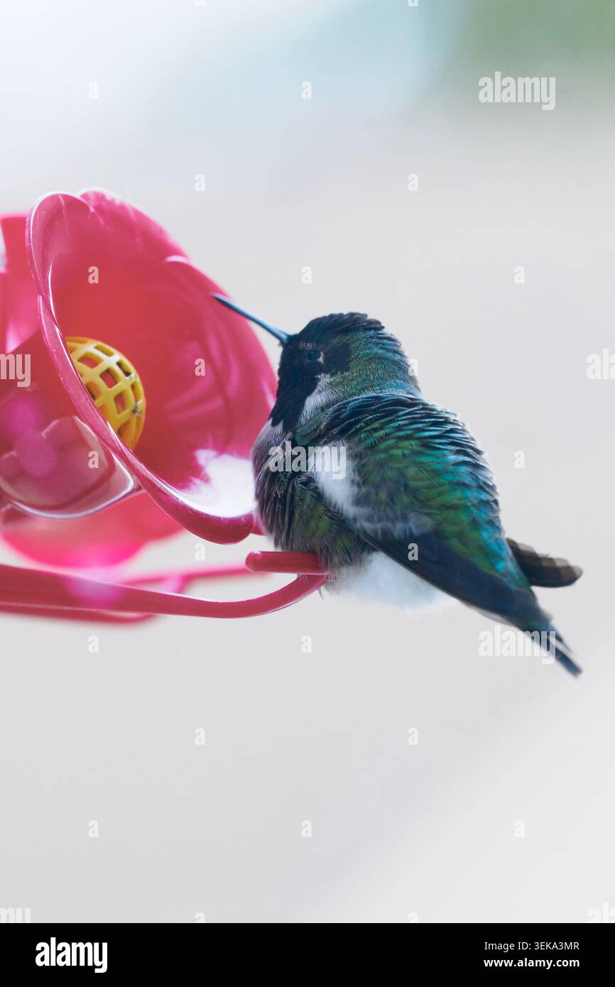 Hummingbird che beve il nettare Foto Stock