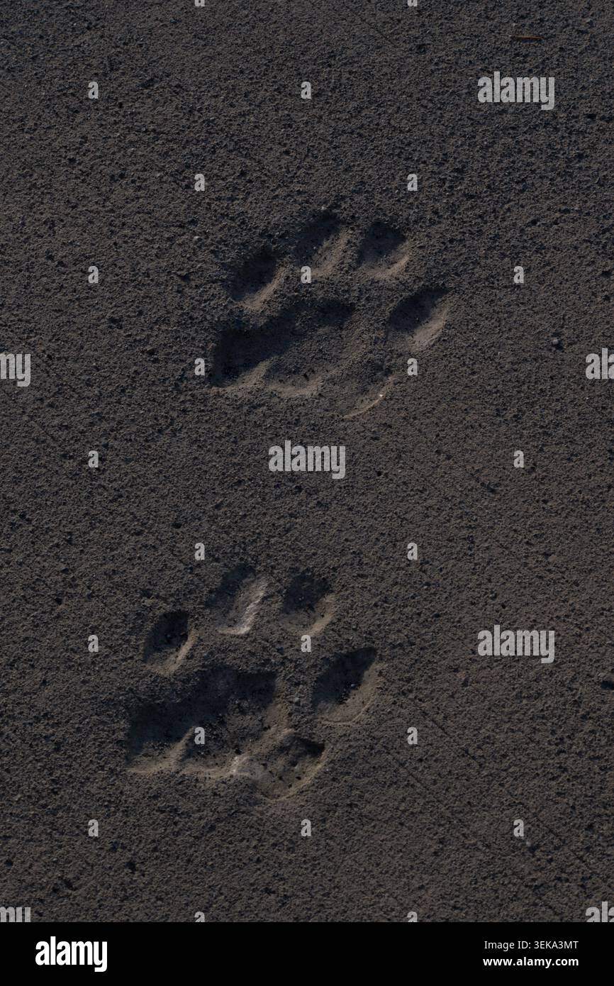 Zampa del cane impronte nella sabbia Foto Stock