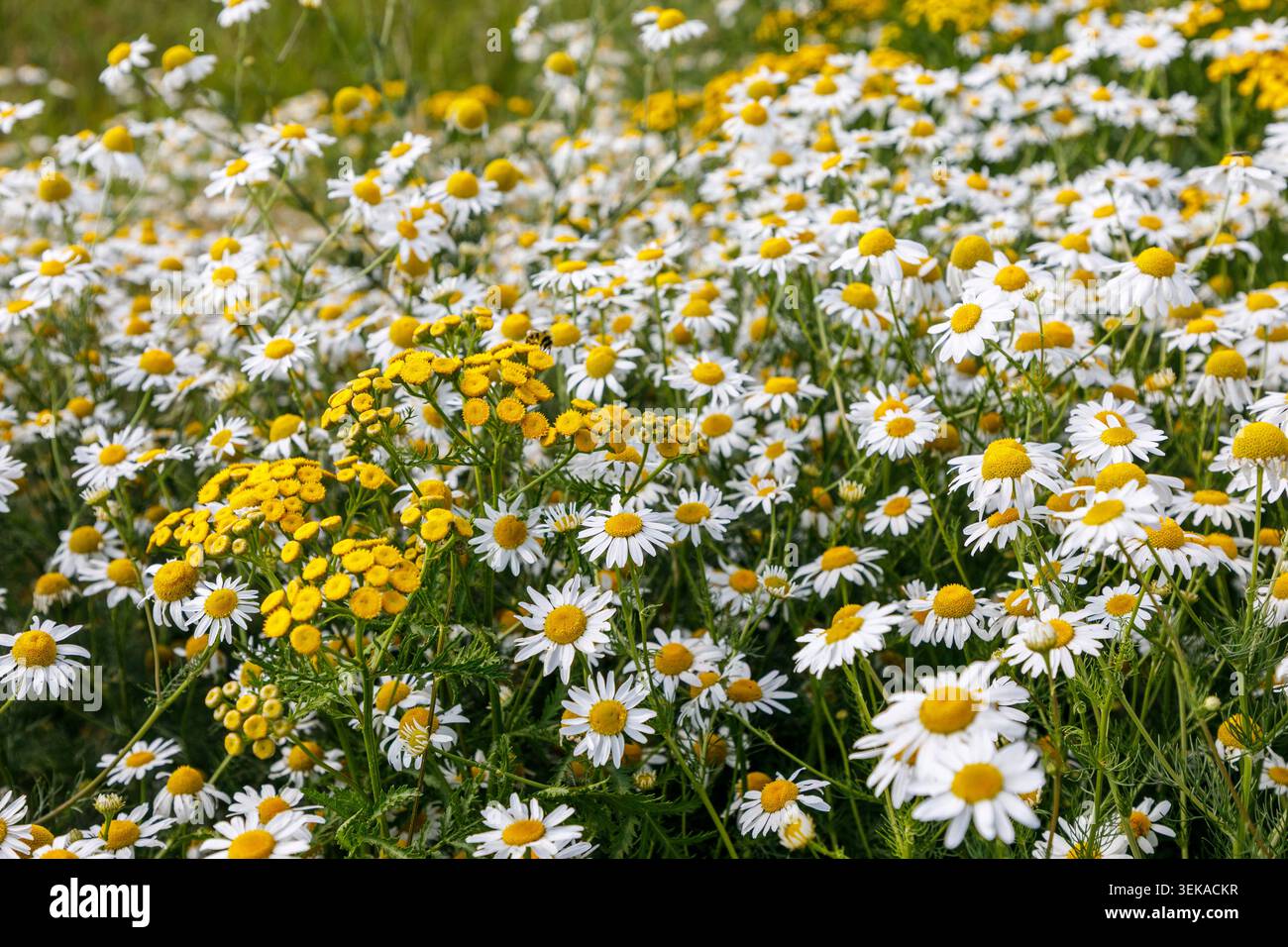 Fiori selvatici, Red Rock Lakes National Wildlife Refuge, Montana, Stati Uniti Foto Stock