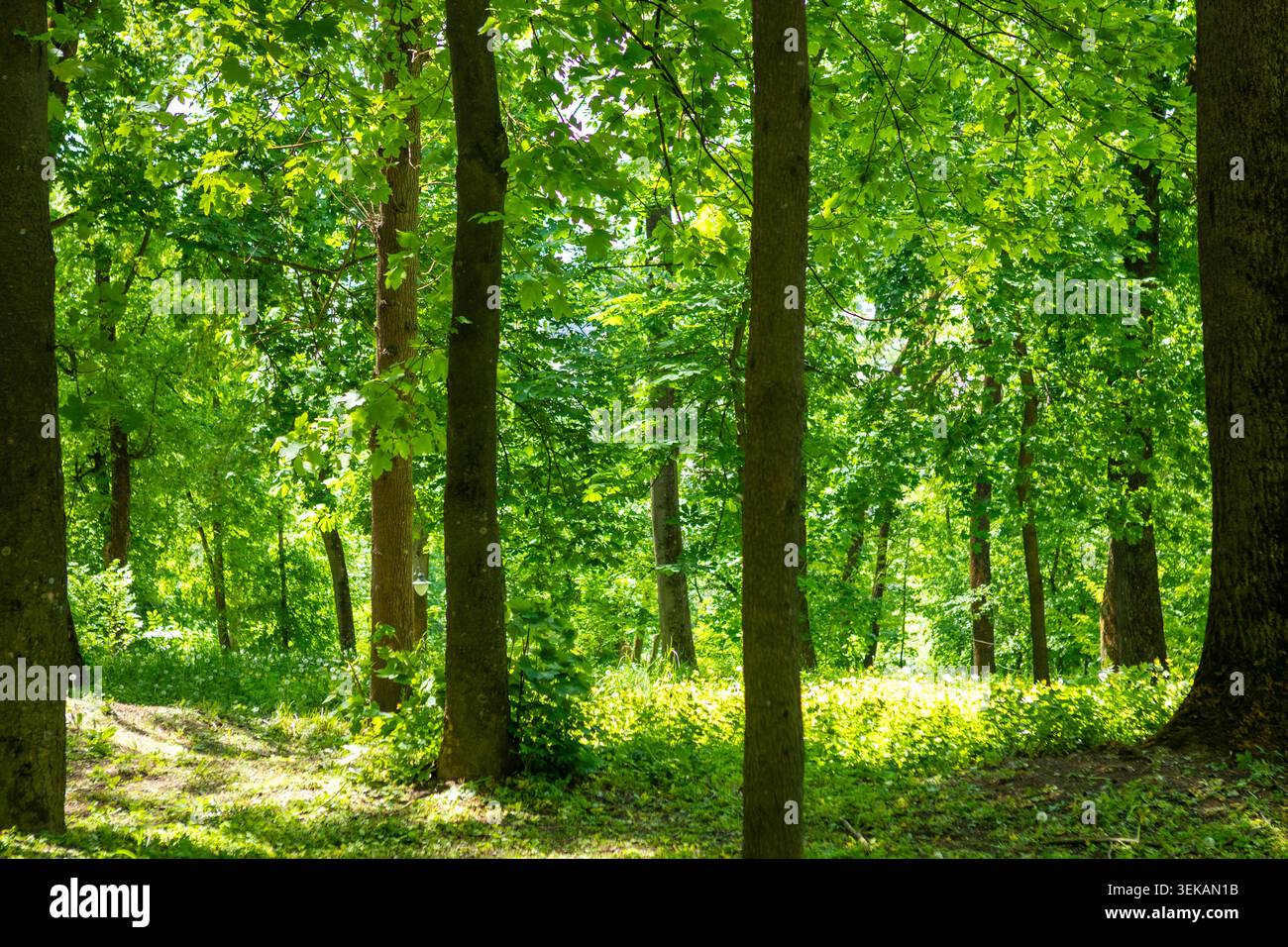 Foresta verde illuminata dal sole con alberi alti e baldacchino frondoso in un tranquillo parco estivo Foto Stock